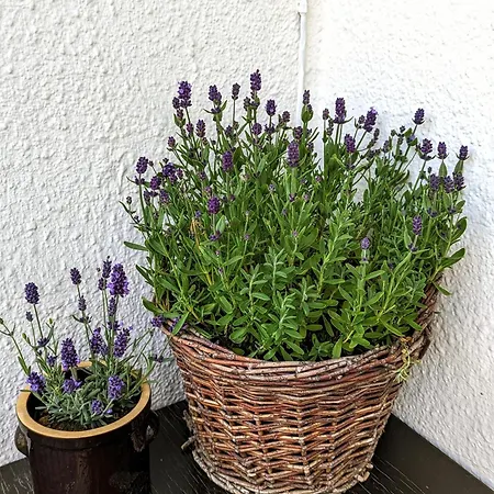 Apartament Zacisze *